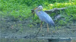 Fish crawl upstream to spawn. Amazing! North Branch of Chicago River was very shallow.