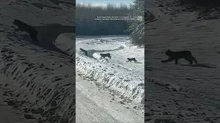 Вы когда-нибудь видели рысь в дикой природе? Эту семью заметили на севере Онтарио | #шорты
