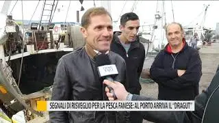 Segnali di risveglio per la pesca fanese: al porto arriva il 