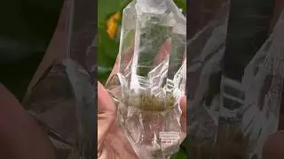 Rutile Quartz Double Terminated Museum Collection Piece￼￼..✨#rutilequartz #crystals #shortvideo
