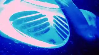 Manta Ray eating plankton
