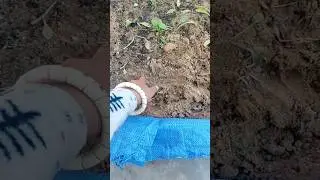 Animals created terror 🥺🪴#gardening#terracegarden#shorts#viral