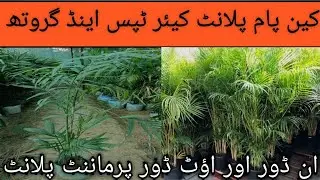 Care Of Cane Palm plant)(How To Grow Bamboo Palm) Indoor And outdoor Parmenter Plant