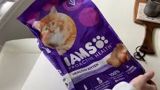 IAMS PROACTIVE HEALTH Healthy Kitten Dry Cat Food with Chicken Review