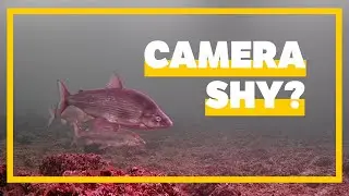 Are Whitefish Camera Shy? (Lake Simcoe)