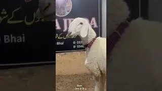 White Beauty #qurbani2025 #dumba #breeding #goat #bull