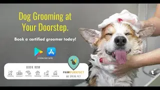 Book a Certified Dog Groomer at Your Doorstep | Pawpurrfect