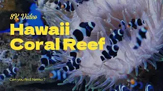 Virtual Dive 30 Minutes 4k Background Video of Hawaii Underwater Coral Reef & Fish Ambience