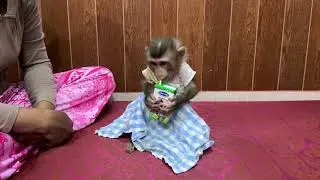 Smart Baby Monkey ChiChi And Linda Are Very Obedient