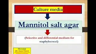 Culture media (1):  Mannitol salt agar media