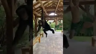 boy Thought He Could Beat a Chimp&hellip; BIG MISTAKE! 😳😂 #shorts