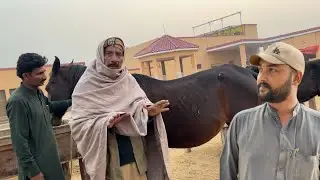 Ghodi Kb Bacha Degi Confrm Ho Gya