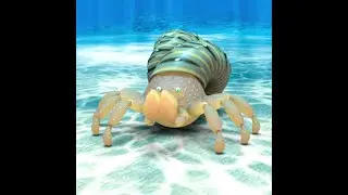 Bernard the Hermit Crab shows respect, Daz Studio Iray