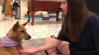 Mocha Handshake test