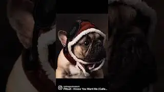#standardfrenchbulldog #rpimagesfremont #sanmiguelbulls #frenchbulldog #dogs #perritos #sonyshooter