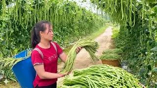 Harvested 1000kg of rare long green beans and took them to the market to sell - Single Mother