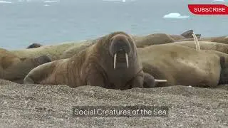 Amazing Facts About Walruses You Didn&rsquo;t Know!