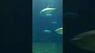 Tuna Fish / Tokyo Sea Life Park Aquarium
