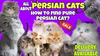 How to find out pure breed vs cross breed😳pure breed Persian cat😺 for sale in Chennai❤️&zwj;🔥#persiancat
