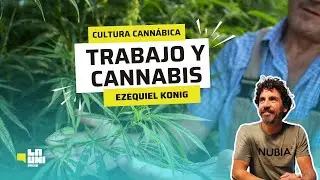 WORK AND CANNABIS - Cannabis Culture