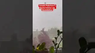 Tornado Paderborn 2022 - B&auml;ume knicken alle um🌪️