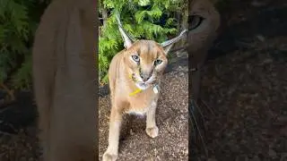 Turbo kitten🏎️💨