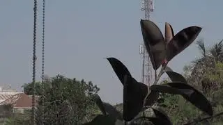 Canon SX130 IS Unedited Footage 720p not 1080p or 4K