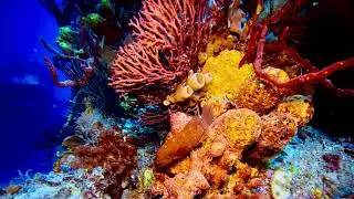 Key Largo Spiegel Grove Scuba