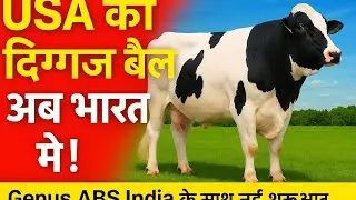 USA से आया ABS Oscar Bull अब भारत में 🇮🇳  Genus ABS India का नया सुपर बैल