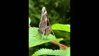 Red Admiral #Butterfly #30dayswild