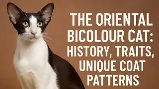 The Oriental Bicolour Cat | History, Traits, Unique Coat Patterns