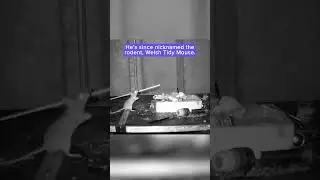 Mouse caught on camera tidying up a man's shed | Humankind #shorts