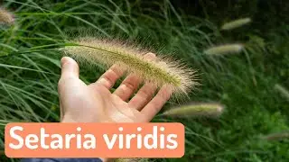 Setaria viridis ⇢ Planta bioindicadora de suelos muy desequilibrados