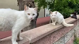 Poor Hungry Cats living on the street. These Cats are so beautiful, I gave them food. 💕