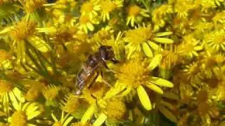 Hover Flies