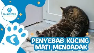 ALASAN KUCING MATI MENDADAK TANPA GEJALA, BANYAK OWNER GA PAHAM !!