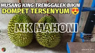 Harga 2 buah Musang King, bisa buat bayar angsuran motor 🤣