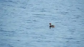 20250320 1 Rockanje Breede Water Dodaars