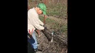 Winter Vineyard Pruning at the Charles Vineyard