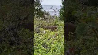 Reindeer at Point Lobos natural reseve