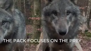 Wolf pack &mdash; from watching and hunting to rest 🐺  Стая волков &mdash; от наблюдения и охоты до отдыха 🐺