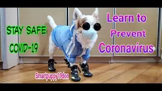 How to protect your dog from COVID-19 during daily outdoor Exercise