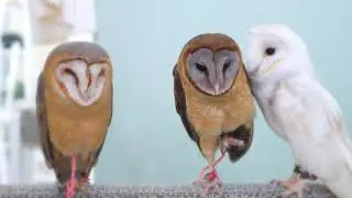 Owl stretch!! / Barn Owl // Name : BONITO