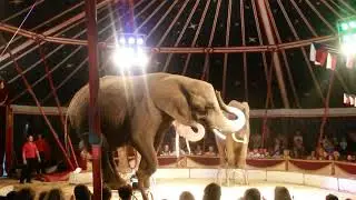 Experience the Magic of a Family Friendly Circus!  🎪 🤡 🎉