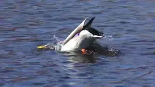 #cuteducks 🦆🦆 #birds #video #birdwatching #cuteanimals #pets