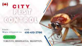 City pest control inc. Free Quotation | All pest control Need | Same day Service