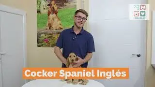 Compra un Cocker Spaniel Ingl&eacute;s 🎯 CAMPE&Oacute;N 🎯