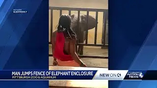 Police: Man jumps fence to approach Pittsburgh Zoo elephant in enclosure