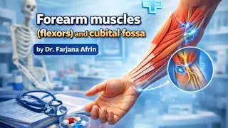 Forearm muscles (flexor compartment) and Cubital fossa | Upper Limb | MBBS | by Dr. Farjana Afrin