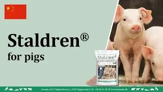 Staldren&reg; usage in pigsties (Chinese/中国人) | JORENKU